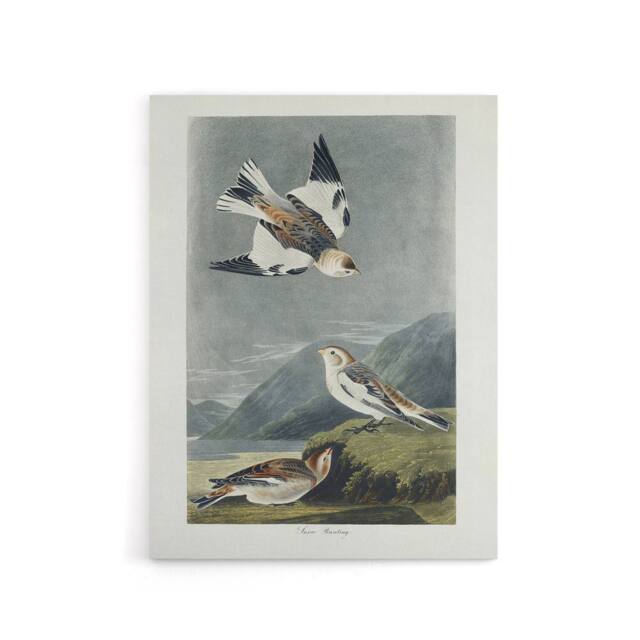 "Artery8 Birds of America Snow Bunting Audubon Nature Canvas Wall Art in Grey - Size: W18"" x H24""" - image 1