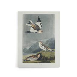 "Artery8 Birds of America Snow Bunting Audubon Nature Canvas Wall Art in Grey - Size: W18"" x H24""" - thumbnail 1