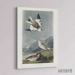 "Artery8 Birds of America Snow Bunting Audubon Nature Canvas Wall Art in Grey - Size: W18"" x H24""" - thumbnail 2