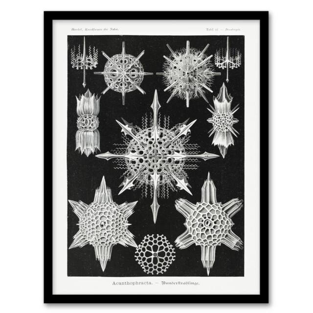 "Artery8 Marine sea ocean Life in B&W Haeckel Framed Wall Art Print in Black - Size: W12"" x H16""" - image 1