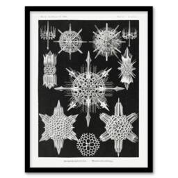 "Artery8 Marine sea ocean Life in B&W Haeckel Framed Wall Art Print in Black - Size: W12"" x H16""" - thumbnail 1