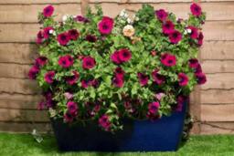 Primrose Royal Blue Glaze Effect Resin Trough Planter Frost Resistant 75cm in Cobalt - thumbnail 3