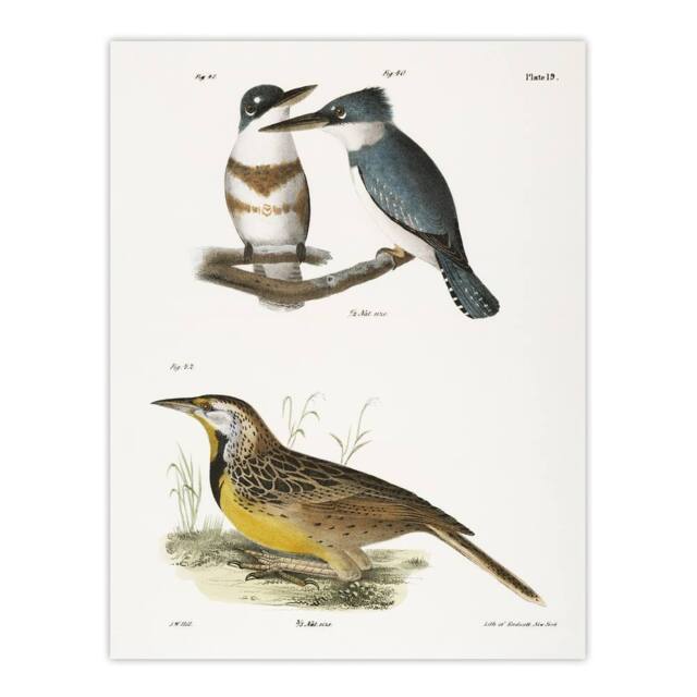 "Artery8 James De Kay Belted Kingfisher & Meadow Lark Wall Art Print in White - Size: W12"" x H16""" - image 1