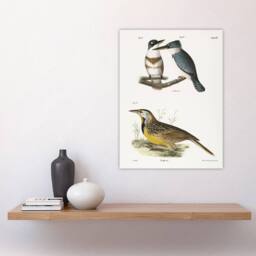 "Artery8 James De Kay Belted Kingfisher & Meadow Lark Wall Art Print in White - Size: W12"" x H16""" - thumbnail 4