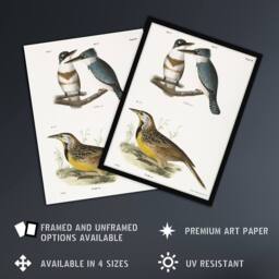 "Artery8 James De Kay Belted Kingfisher & Meadow Lark Wall Art Print in White - Size: W12"" x H16""" - thumbnail 2