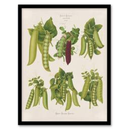 Artery8 Ernst Benary Pea Plant Varieties Vintage Botanical Framed Art Print in White - Size: A4 - thumbnail 1