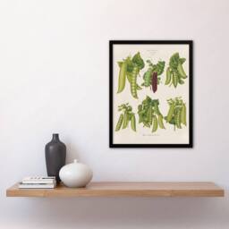 Artery8 Ernst Benary Pea Plant Varieties Vintage Botanical Framed Art Print in White - Size: A4 - thumbnail 2