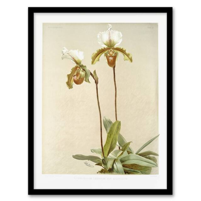 Artery8 F Sander Cypripedium Leeanum Var Giganteum Orchid Framed Art - Size: A4 - image 1