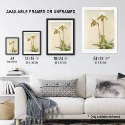 Artery8 F Sander Cypripedium Leeanum Var Giganteum Orchid Framed Art - Size: A4 - thumbnail 3