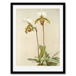 Artery8 F Sander Cypripedium Leeanum Var Giganteum Orchid Framed Art - Size: A4 - thumbnail 1