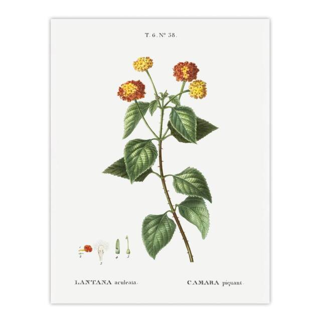 "Artery8 Lantana Plant Botanical Redoute Vintage Wall Art Print Poster in White - Size: W18"" x H24""" - image 1
