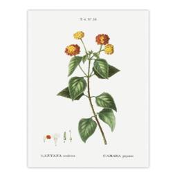 "Artery8 Lantana Plant Botanical Redoute Vintage Wall Art Print Poster in White - Size: W18"" x H24""" - thumbnail 1
