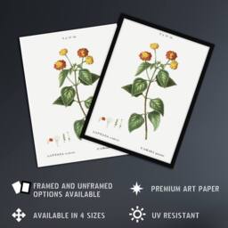 "Artery8 Lantana Plant Botanical Redoute Vintage Wall Art Print Poster in White - Size: W18"" x H24""" - thumbnail 2