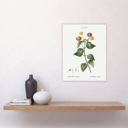 "Artery8 Lantana Plant Botanical Redoute Vintage Wall Art Print Poster in White - Size: W18"" x H24""" - thumbnail 4