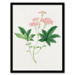 Artery8 Vintage Japan Botanical Framed Wall Art Print Shimotsuke Flower in Pink - Size: A4 - thumbnail 1