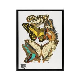 "Artery8 Papillons Butterflies Illustration Framed Canvas Wall Art Print Seguy - Size: W18"" x H24""" - thumbnail 1