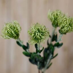 Hill Interiors Pincushion Protea Spray Artificial Flower in Green - thumbnail 4