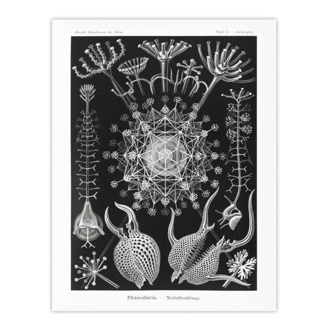 "Artery8 Phaeodaria Marine Life Haeckel Botanical Wall Art Print Poster in Black - Size: W12"" x H16""" - image 1