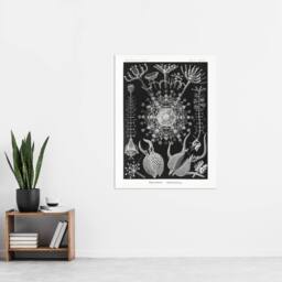 "Artery8 Phaeodaria Marine Life Haeckel Botanical Wall Art Print Poster in Black - Size: W12"" x H16""" - thumbnail 4