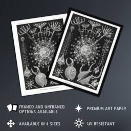 "Artery8 Phaeodaria Marine Life Haeckel Botanical Wall Art Print Poster in Black - Size: W12"" x H16""" - thumbnail 2