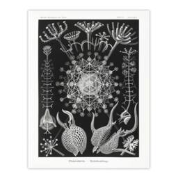 "Artery8 Phaeodaria Marine Life Haeckel Botanical Wall Art Print Poster in Black - Size: W12"" x H16""" - thumbnail 1