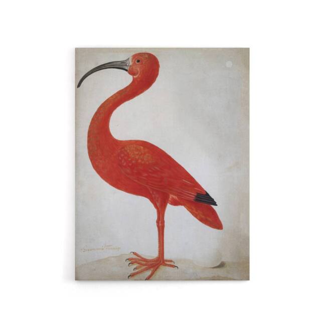 "Artery8 Merian Scarlet Ibis Bird With Egg Canvas Wall Art Print in Pink - Size: W24"" x H32""" - image 1
