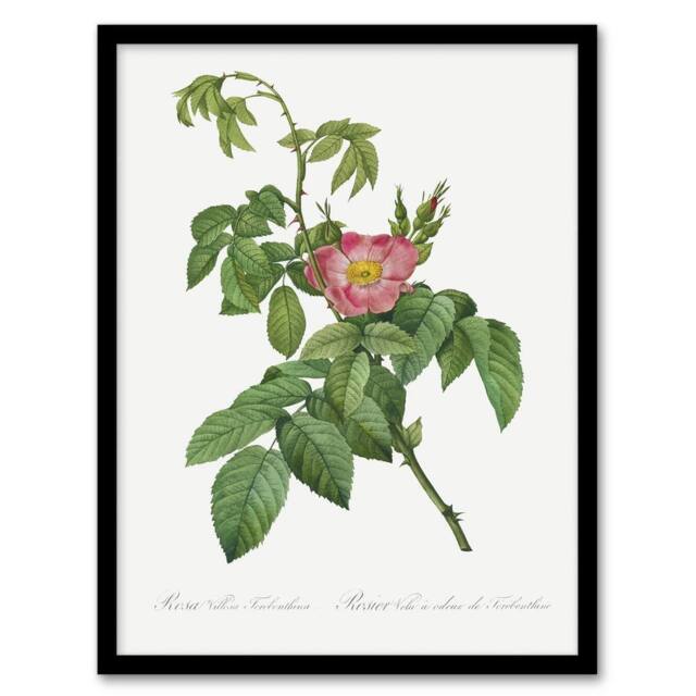 Artery8 Rosa Villosa Flower Bloom Redoute Vintage Framed Wall Art Print in White - Size: A4 - image 1