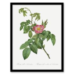 Artery8 Rosa Villosa Flower Bloom Redoute Vintage Framed Wall Art Print in White - Size: A4 - thumbnail 1