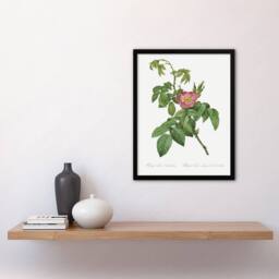 Artery8 Rosa Villosa Flower Bloom Redoute Vintage Framed Wall Art Print in White - Size: A4 - thumbnail 4