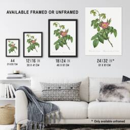 Artery8 Rosa Villosa Flower Bloom Redoute Vintage Framed Wall Art Print in White - Size: A4 - thumbnail 3