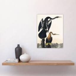 "Artery8 Black Bellied Darter Bird Audubon Nature Wall Art Print Poster in White - Size: W12"" x H16""" - thumbnail 4