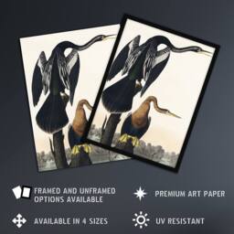 "Artery8 Black Bellied Darter Bird Audubon Nature Wall Art Print Poster in White - Size: W12"" x H16""" - thumbnail 2