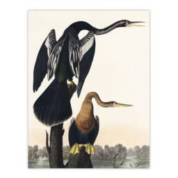 "Artery8 Black Bellied Darter Bird Audubon Nature Wall Art Print Poster in White - Size: W12"" x H16""" - thumbnail 1
