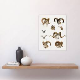 "Artery8 Wild Bovidae Vintage Illustration Lydekker Wall Art Poster Print in White - Size: W18"" x H24""" - thumbnail 4