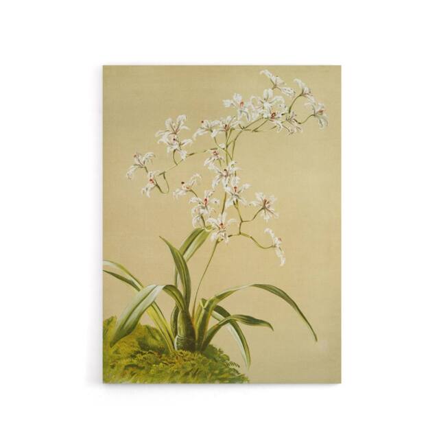 "Artery8 Frederick Sander Odontoglossum Ramosissimum Orchid Canvas Art Print - Size: W12"" x H16""" - image 1