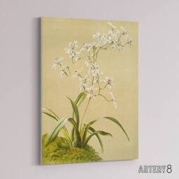 "Artery8 Frederick Sander Odontoglossum Ramosissimum Orchid Canvas Art Print - Size: W12"" x H16""" - thumbnail 2