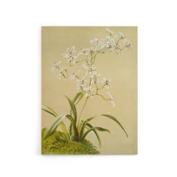 "Artery8 Frederick Sander Odontoglossum Ramosissimum Orchid Canvas Art Print - Size: W12"" x H16""" - thumbnail 1