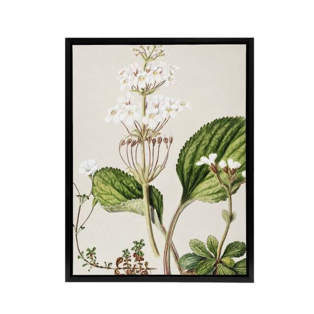 "Artery8 New Zealand Ourisia Flowering Plant Featon Framed Canvas Wall Art in Beige - Size: W12"" x H16""" - image 1