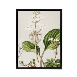 "Artery8 New Zealand Ourisia Flowering Plant Featon Framed Canvas Wall Art in Beige - Size: W12"" x H16""" - thumbnail 1