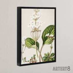 "Artery8 New Zealand Ourisia Flowering Plant Featon Framed Canvas Wall Art in Beige - Size: W12"" x H16""" - thumbnail 2