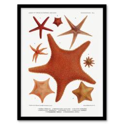 "Artery8 Starfish Varieties Marine Life Albert I Framed Wall Art Print in White - Size: W12"" x H16""" - thumbnail 1