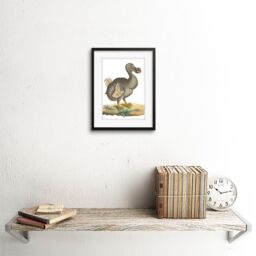 "Artery8 Wall Art Print Bird Dodo Vintage Art Framed 9x7 inch in Black - Size: W7"" x H9""" - thumbnail 2