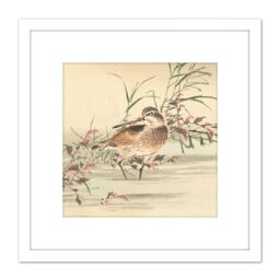 Artery8 Kono Bairei Stream Bird Japan Woodblock 8X8 Inch Square Wooden Framed Wall Art Print Picture with Mount in White - thumbnail 1