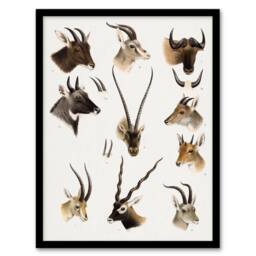 Artery8 Bovidae Animals Vintage Illustration Lydekker Framed Wall Art Print in White - Size: A4 - thumbnail 1