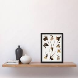Artery8 Bovidae Animals Vintage Illustration Lydekker Framed Wall Art Print in White - Size: A4 - thumbnail 4