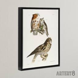 "Artery8 James De Kay Little Screech & Short Eared Owl Framed Canvas Art in White - Size: W12"" x H16""" - thumbnail 2