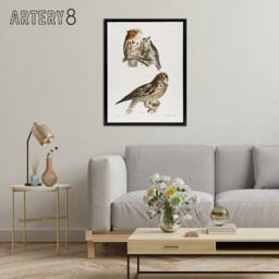 "Artery8 James De Kay Little Screech & Short Eared Owl Framed Canvas Art in White - Size: W12"" x H16""" - thumbnail 3