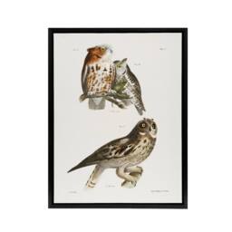 "Artery8 James De Kay Little Screech & Short Eared Owl Framed Canvas Art in White - Size: W12"" x H16""" - thumbnail 1