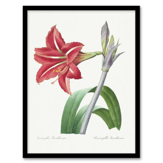 Artery8 Brazilian Amaryllis Flower Redoute Vintage Framed Wall Art Print in White - Size: A4 - image 1
