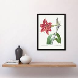 Artery8 Brazilian Amaryllis Flower Redoute Vintage Framed Wall Art Print in White - Size: A4 - thumbnail 4